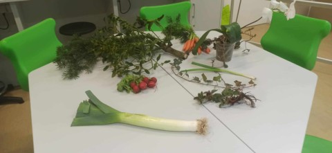 Lekcja biologii metodą CLIL w Koperniku